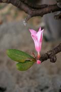 Kvt sokotrnsk poutn re (Adenium obesum sokotranum). Planina Dixam. Ostrov Socotra (Suqutra). Jemen.