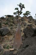 Sokotrnsk poutn re (Adenium obesum sokotranum). Planina Dixam. Ostrov Socotra (Suqutra). Jemen.