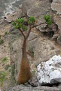 Sokotrnsk poutn re (Adenium obesum sokotranum). Planina Dixam. Ostrov Socotra (Suqutra). Jemen.