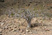 Krajina na ostrov Socotra (Suqutra). Jemen.