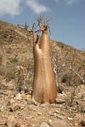 Sokotrnsk poutn re (Adenium obesum sokotranum). Planina Dixam. Ostrov Socotra (Suqutra). Jemen.