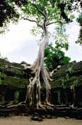 Chrm Ta Prohm - chrm zanechan v dungli. Oblast chrm Angkor Wat. Kamboda.