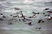 Tunci na Boulders Beach. Jihoafrick republika.