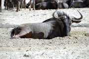 Pak, Kalahari Gemsbok Nrodn park. Jihoafrick republika.