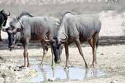 Pak, Kalahari Gemsbok Nrodn park. Jihoafrick republika.