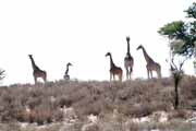 irafy, Kalahari Gemsbok Nrodn park. Jihoafrick republika.