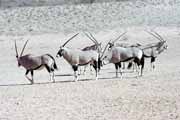 Pmoroec, Kalahari Gemsbok Nrodn park. Jihoafrick republika.