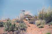 Kalahari Gemsbok Nrodn park. Jihoafrick republika.