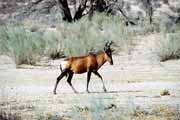 Antilopa, Kalahari Gemsbok Nrodn park. Jihoafrick republika.