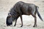 Pak, Kalahari Gemsbok Nrodn park. Jihoafrick republika.