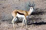 Antilopa skkav, Kalahari Gemsbok Nrodn park. Jihoafrick republika.