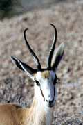 Antilopa skkav, Kalahari Gemsbok Nrodn park. Jihoafrick republika.