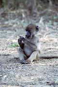 Pavin baboon, Kruger Nrodn park. Jihoafrick republika.