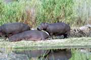 Hroi, Kruger Nrodn park. Jihoafrick republika.