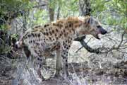 Skvrnit hyena, Kruger Nrodn park. Jihoafrick republika.