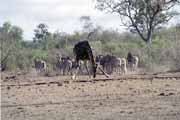 Zebry a irafa, Kruger Nrodn park. Jihoafrick republika.