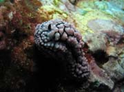 Polyclad Flatworm. Lokalita Richelieu Rock. Thajsko.