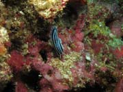 Polyclad Flatworm. Lokalita Richelieu Rock. Thajsko.