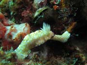 Nahobr pl (nudibrach) - Chromodorididae. Lokalita Richelieu Rock. Thajsko.