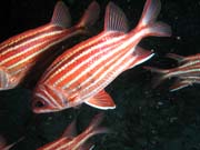 Crown squirrelfish (Sargocentron diadema). Lokalita Richelieu Rock. Thajsko.