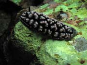 Polyclad Flatworm. Lokalita Richelieu Rock. Thajsko.