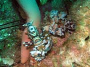 Harlequin Shrimp. Lokalita Richelieu Rock. Thajsko.