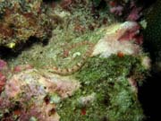 Pipefish. Lokalita Richelieu Rock. Thajsko.