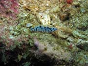 Polyclad Flatworm. Lokalita Richelieu Rock. Thajsko.