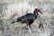 Zuboroec, Kruger Nrodn park. Jihoafrick republika.