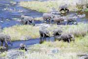 Sloni, Kruger Nrodn park. Jihoafrick republika.