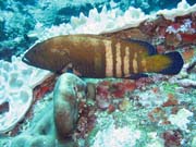 Peacock grouper (Cephalopholus argus), Lokalita Koh Bon. Thajsko.