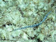 Pipefish, Playa Giron. Kuba.