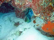 Murna (moray eel), Playa Giron. Kuba.