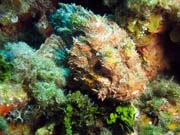 Scorpionfish, lokalita Yemaya, Maria La Gorda. Kuba.