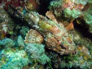 Scorpionfish, lokalita Yemaya, Maria La Gorda. Kuba.