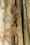 Tarsier, Nrodn park Tangkoko. Sulawesi,  Indonsie.