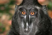 ern makak, Nrodn park Tangkoko. Sulawesi,  Indonsie.