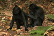 ern makak, Nrodn park Tangkoko. Sulawesi,  Indonsie.