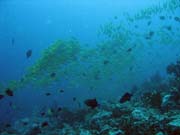 Bangka dive sites. Sulawesi,  Indonsie.