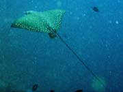 Eagle ray, Bangka dive sites. Sulawesi,  Indonsie.