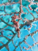 Pygmy seahorse (miniaturn mosk konk), Bangka dive sites. Sulawesi,  Indonsie.