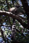 Lemura, l'Isalo Nrodn park. Madagaskar.