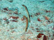 Garden eel (hoi), Bangka dive sites. Sulawesi,  Indonsie.