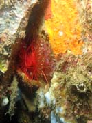 Flaming scallop (nkdy t nazvan Electrical clam shell), Lembeh dive sites. Sulawesi, Indonsie.