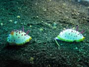 Nudibranches, Lembeh dive sites. Sulawesi, Indonsie.