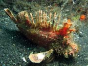 Scorpionfish, Lembeh dive sites. Sulawesi,  Indonsie.