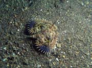 Scorpionfish, Lembeh dive sites. Sulawesi,  Indonsie.