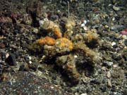 Krab, Lembeh dive sites. Sulawesi,  Indonsie.