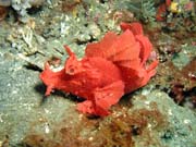 Scorpionfish, Lembeh dive sites. Sulawesi, Indonsie.