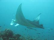 Manta (manta ray), lokalita Madivaru (Rangali). Maledivy.